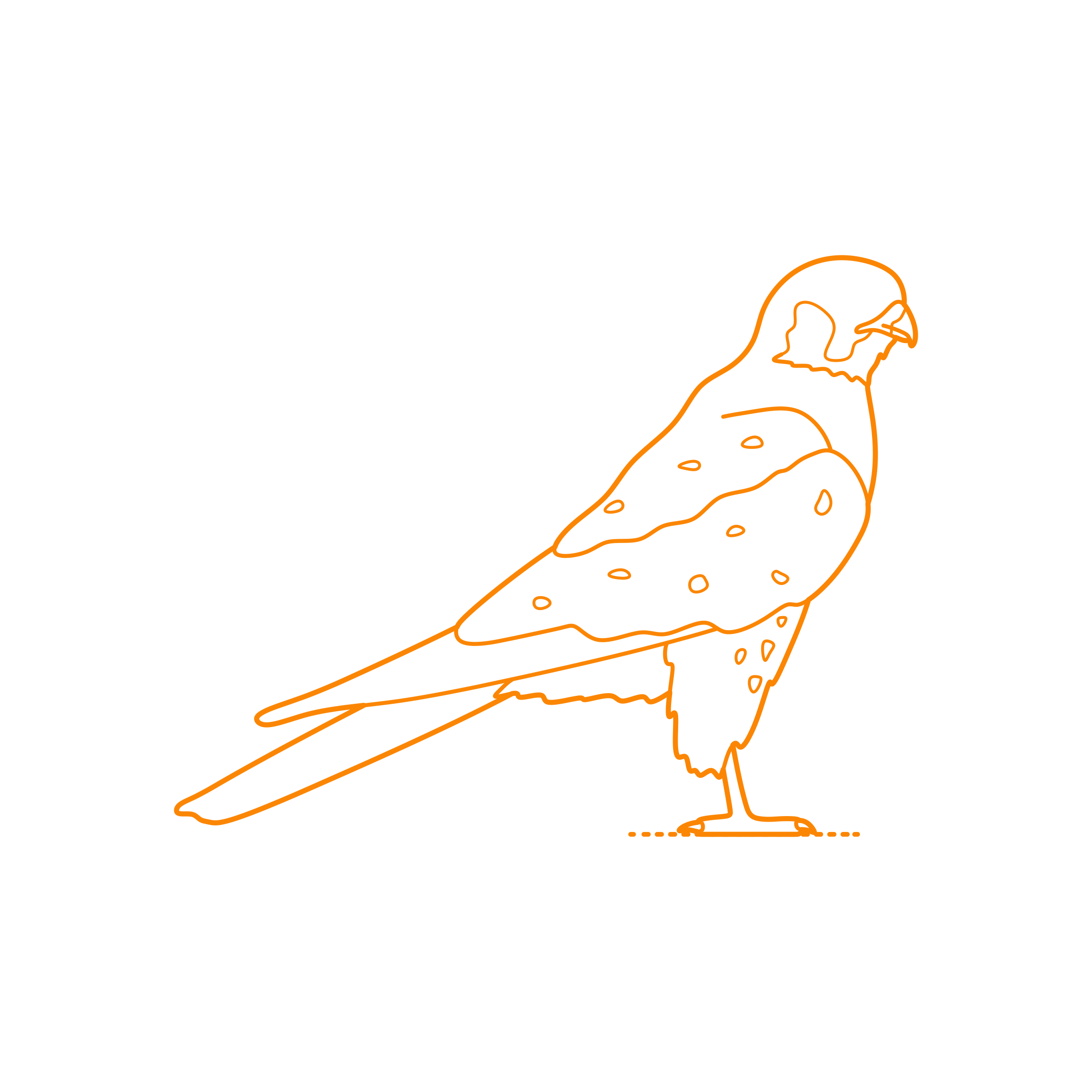 Animals Birds Of Prey Common Kestrel Technical Drawing Svg Vector Free Vectors